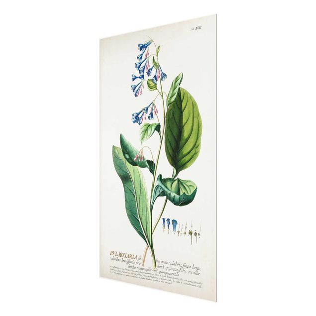Obrazy na ścianę Vintage Botanika Ilustracja Płucnica