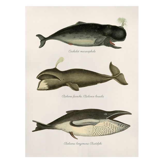 Obrazy ryby Trzy wieloryby w stylu vintage