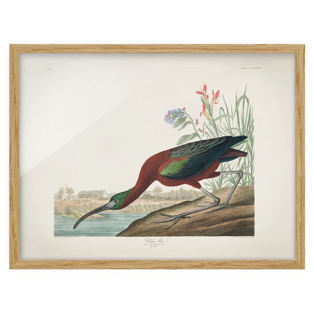 Obrazy w ramie do kuchni Tablica edukacyjna w stylu vintage Brązowy ibis