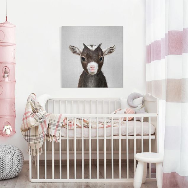 Obrazy nowoczesny Baby Goat Zelda