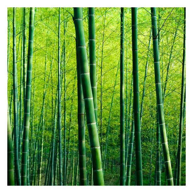 Fototapeta - Las bambusowy