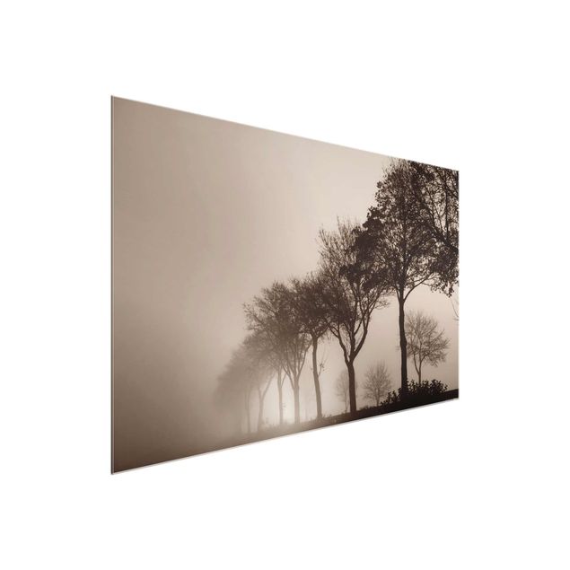 Nowoczesne obrazy do salonu Aleja drzew w porannej mgle