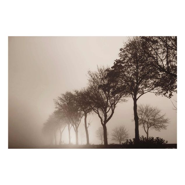 Obrazy nowoczesny Aleja drzew w porannej mgle