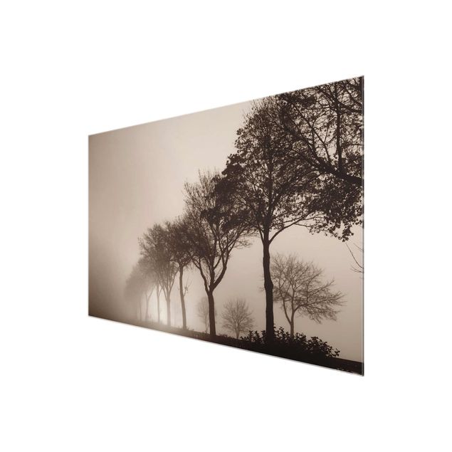 Drzewo obraz Aleja drzew w porannej mgle