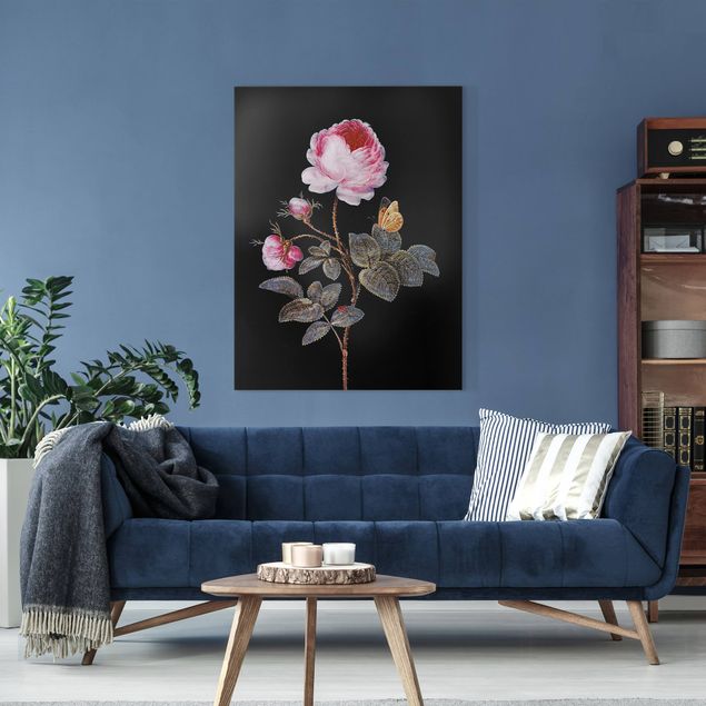 Obrazy na płótnie róże Barbara Regina Dietzsch - Róża stulistna