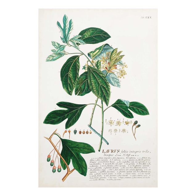 Obrazy z motywem kwiatowym Vintage Botanika Ilustracja Laurel