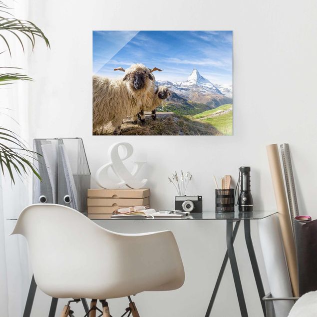 Obrazy na szkle poziomy Czarnonose owce z Zermatt
