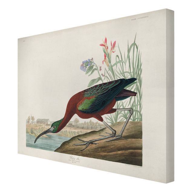Obrazy ptaki na płótnie Tablica edukacyjna w stylu vintage Brązowy ibis