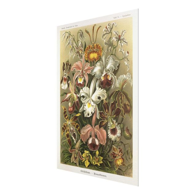 Obrazy retro Tablica edukacyjna w stylu vintage Orchidea