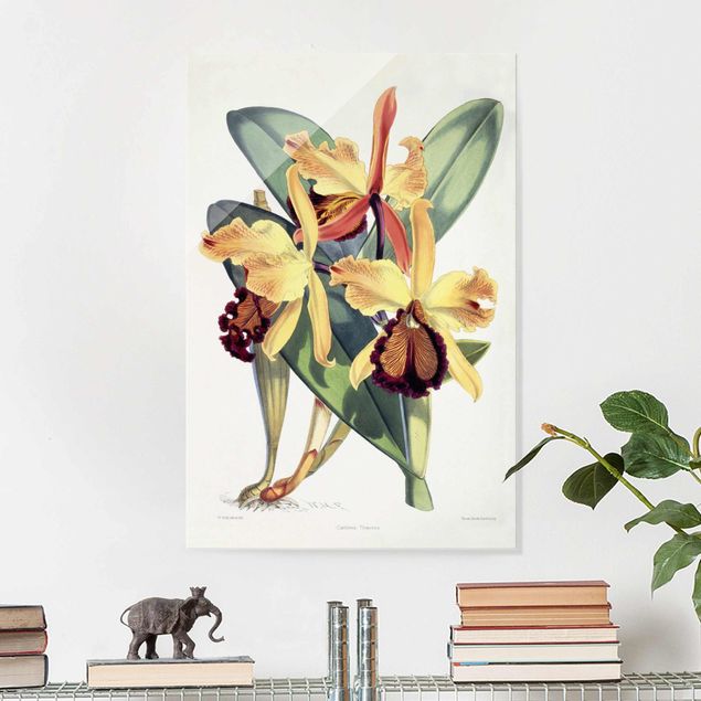 Orchidea obraz Walter Hood Fitch - Orchidea