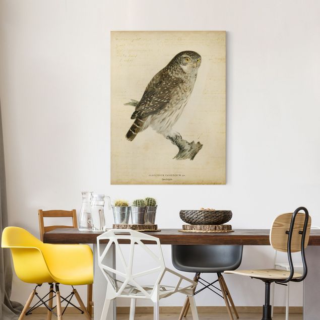 Nowoczesne obrazy do salonu Rysunek sowy pigmejskiej w stylu vintage