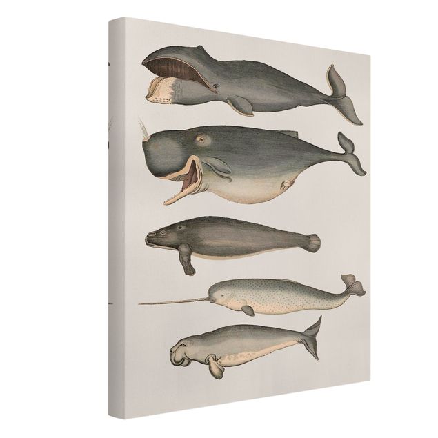 Obrazy ryby Pięć wieloryby w stylu vintage