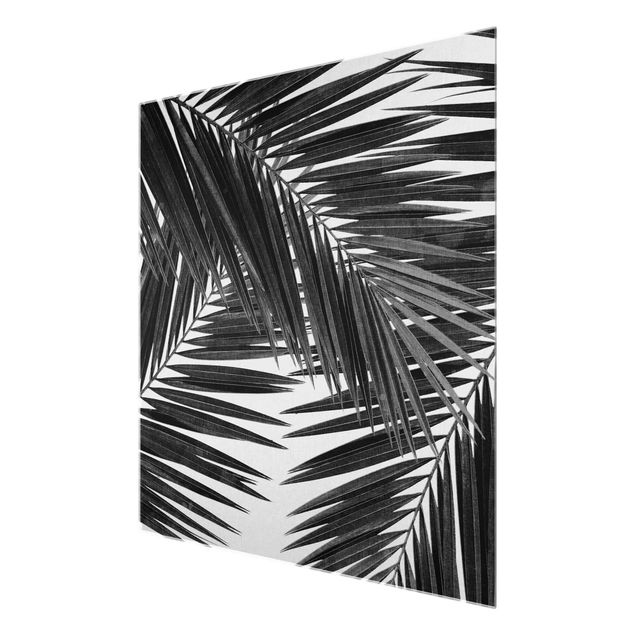 Obrazy krajobraz Widok na liście palmy, czarno-biały