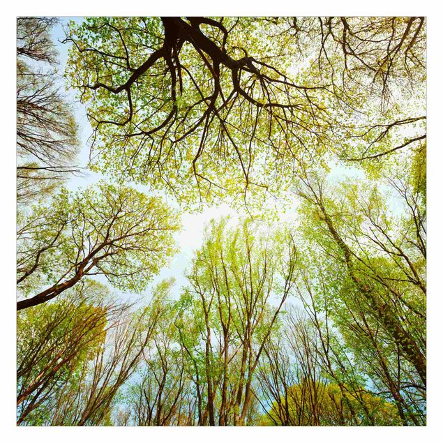 Fototapeta - Glance Upon Treetops