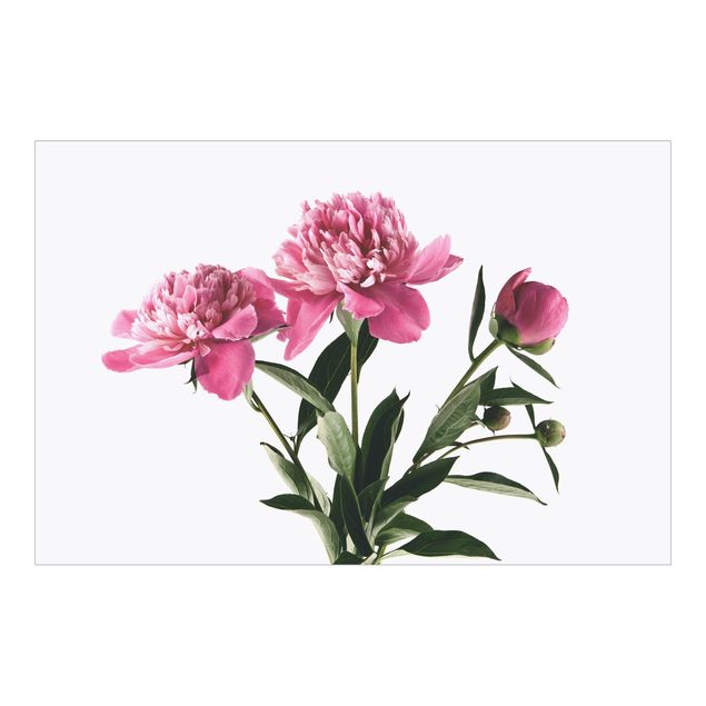 Fototapeta - Kwiaty i pąki różowe na białym tle