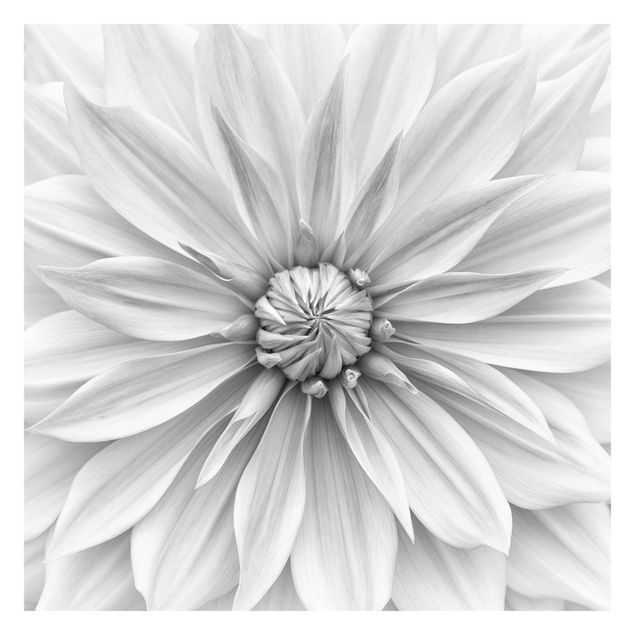 Fototapeta - Kwiat botaniczny w kolorze białym
