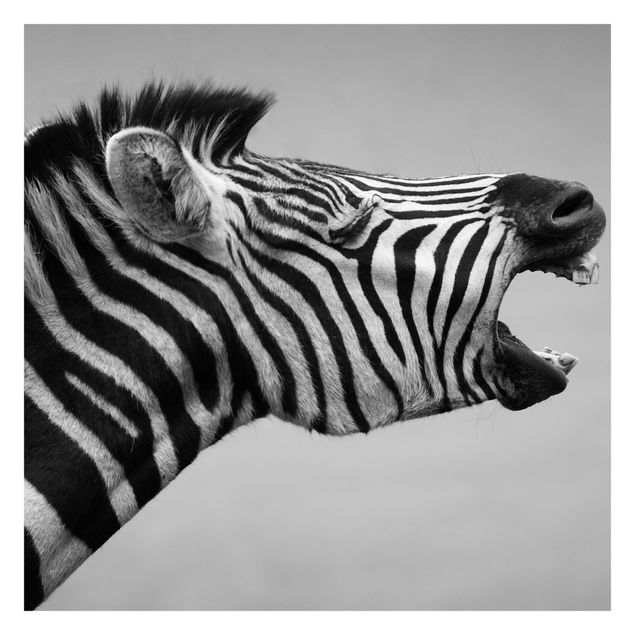 Fototapeta - Rycząca Zebra II