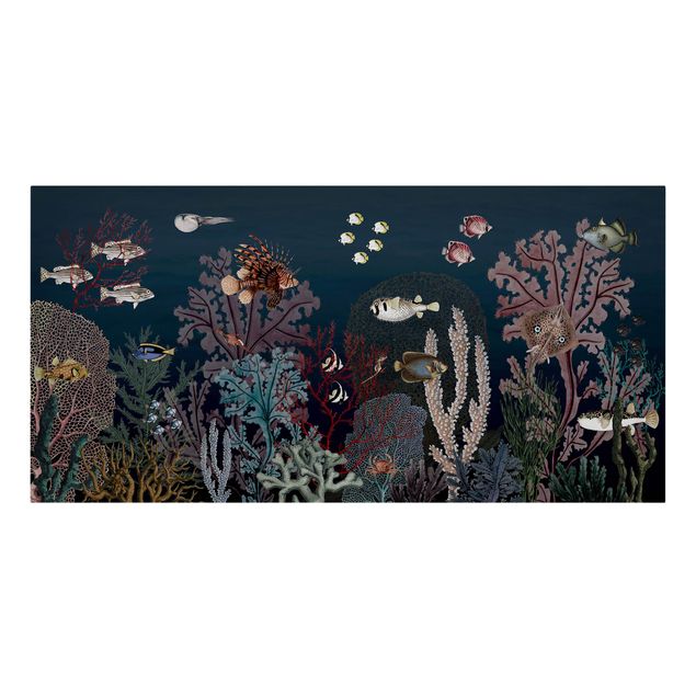 Zwierzęta obrazy Kolorowa rafa koralowa nocą