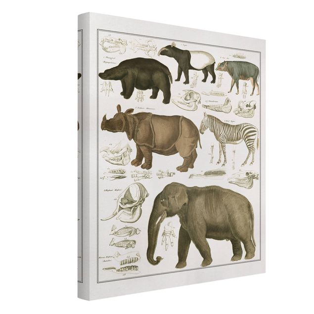 Obrazy zwierzęta Tablica edukacyjna w stylu vintage Słonie, zebry i nosorożce