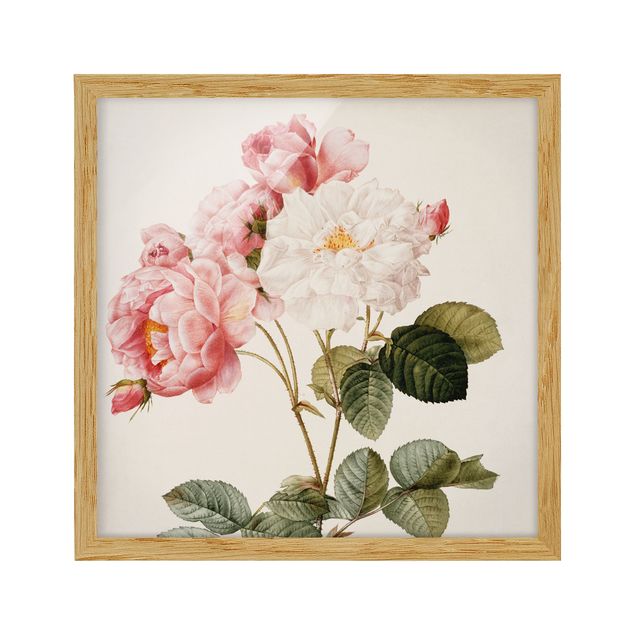 Obrazy w ramie do łazienki Pierre Joseph Redouté - Róża damasceńska
