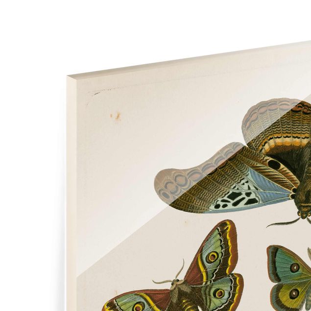 Retro obrazy Ilustracja w stylu vintage Motyle egzotyczne II