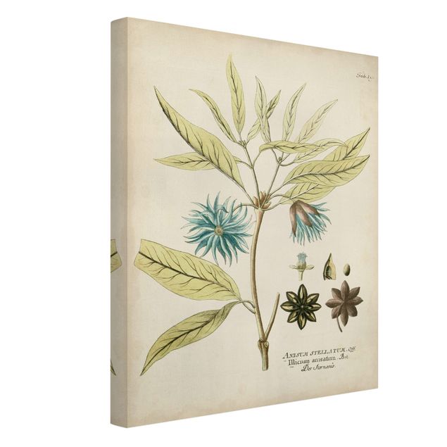 Obrazy retro Botanika w stylu vintage z niebieską gwiazdą anyżu