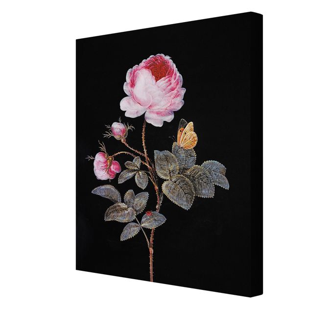 Obrazy barok Barbara Regina Dietzsch - Róża stulistna