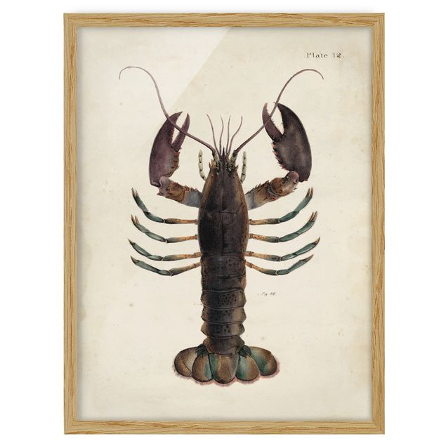Obrazy w ramie do kuchni Ilustracja homara w stylu vintage