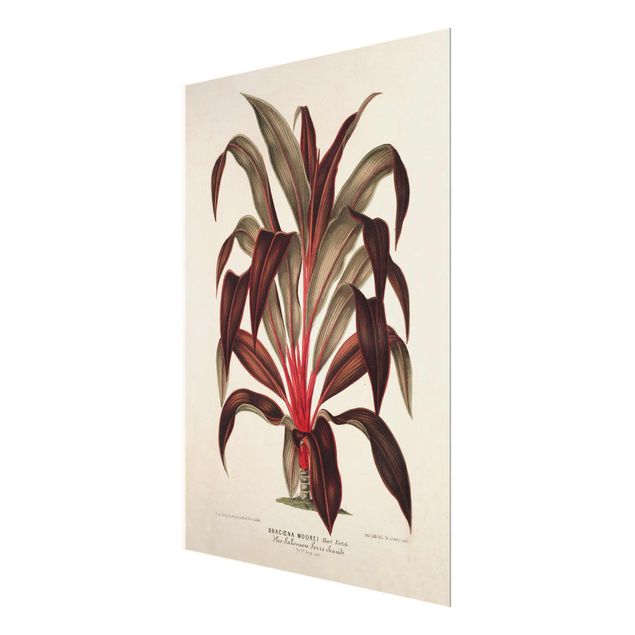 Czerwony obraz Botanika Vintage Ilustracja smoka drzewa