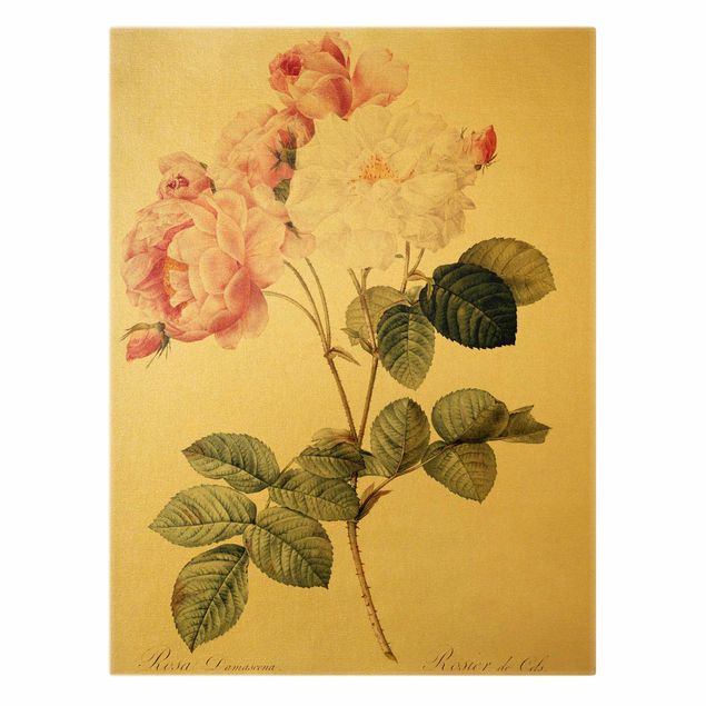 Obrazy vintage Pierre Joseph Redouté - Róża damasceńska