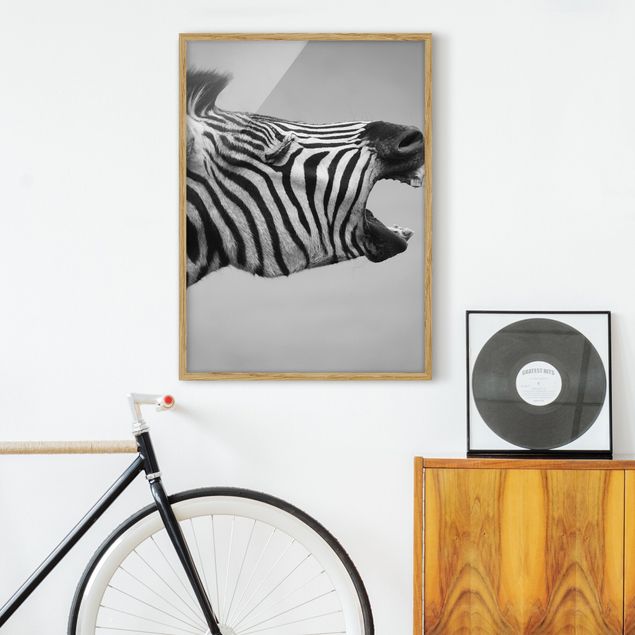 Obrazy w ramie do łazienki Rycząca Zebra II