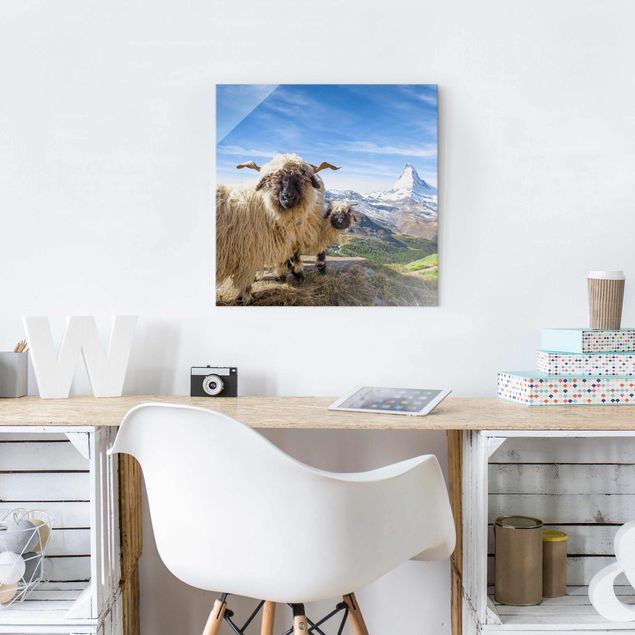 Obrazy na szkle kwadrat Czarnonose owce z Zermatt