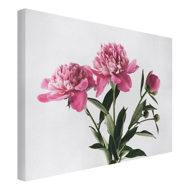 Obrazy nowoczesne Kwiaty i pąki różowe na białym tle