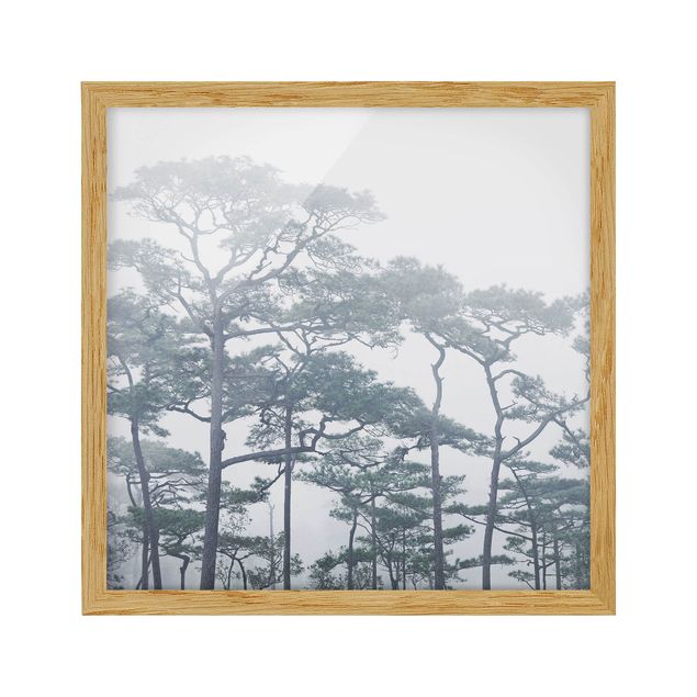 Obrazy w ramie do łazienki Wierzchołki drzew we mgle