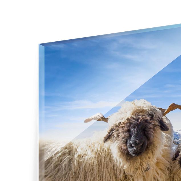 Obrazy na szkle zwierzęta Czarnonose owce z Zermatt