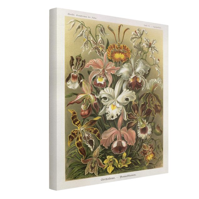 Obrazy na płótnie orchidea Tablica edukacyjna w stylu vintage Orchidea
