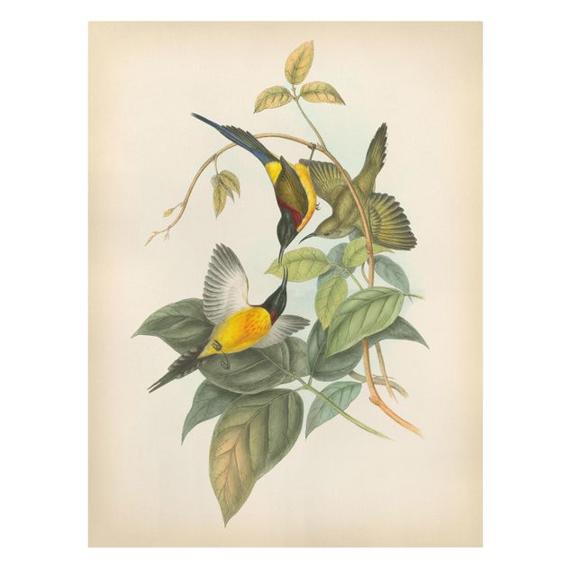 Obrazy retro Ilustracja w stylu vintage Ptaki tropikalne IV