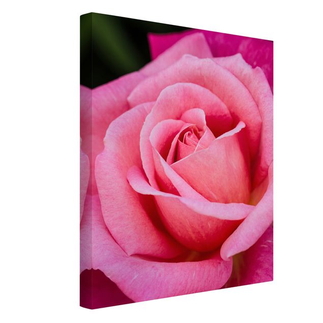Obrazy nowoczesne Kwiat różowej róży na tle zieleni
