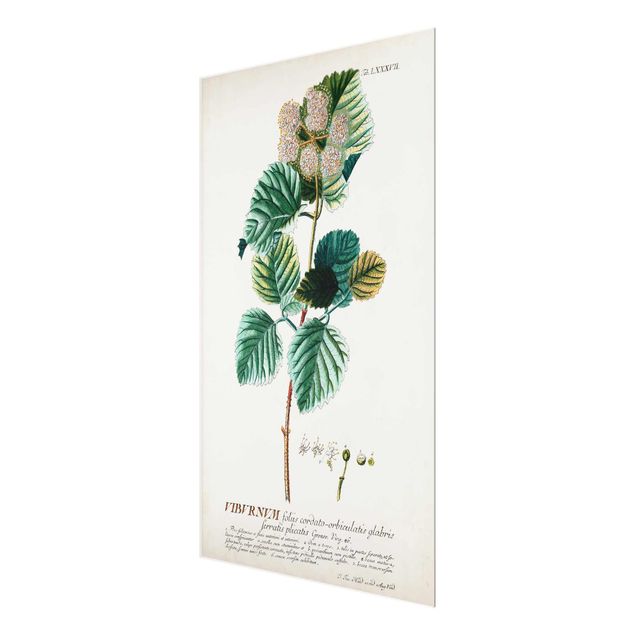 Obrazy kwiatowe Vintage Botanika Ilustracja Śnieżna kula