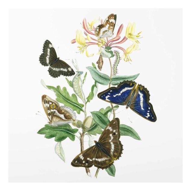 Obrazy na szkle zwierzęta Motyle brytyjskie IV