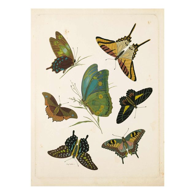 Zwierzęta obrazy Ilustracja w stylu vintage Motyle egzotyczne