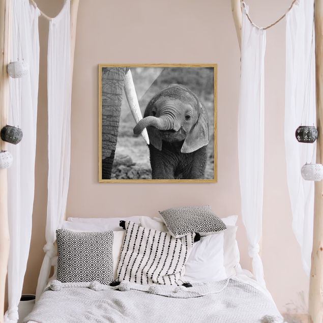Obrazy w ramie do korytarzu Baby słoń