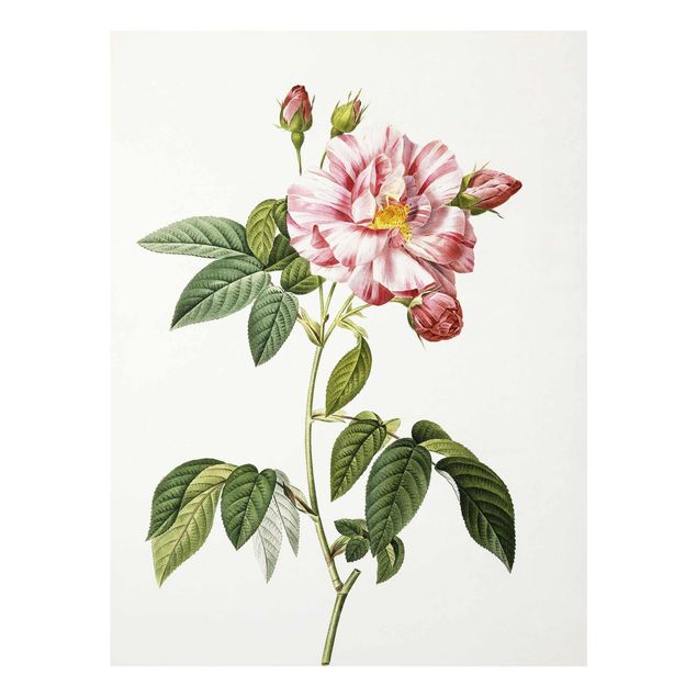 Obrazy na szkle artyści Pierre Joseph Redouté - Rosa Gallica Róża