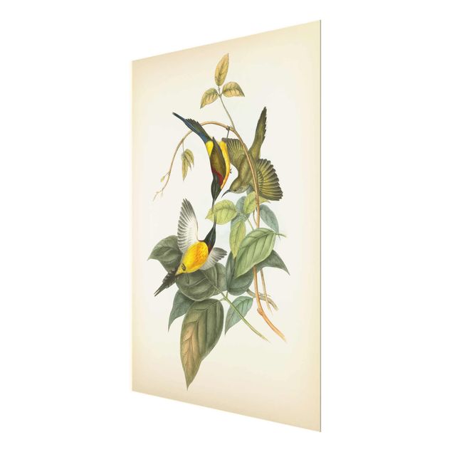 Retro obrazy Ilustracja w stylu vintage Ptaki tropikalne IV