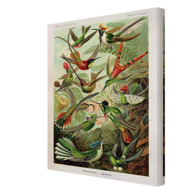 Obrazy na płótnie ptaki Tablica edukacyjna w stylu vintage Kolibry