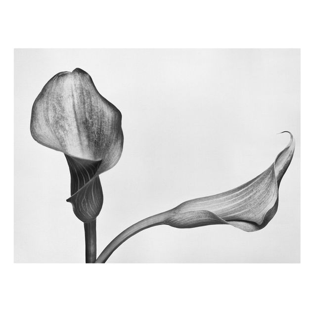 Obrazy z motywem kwiatowym Kalla Zbliżenie czarno-białe