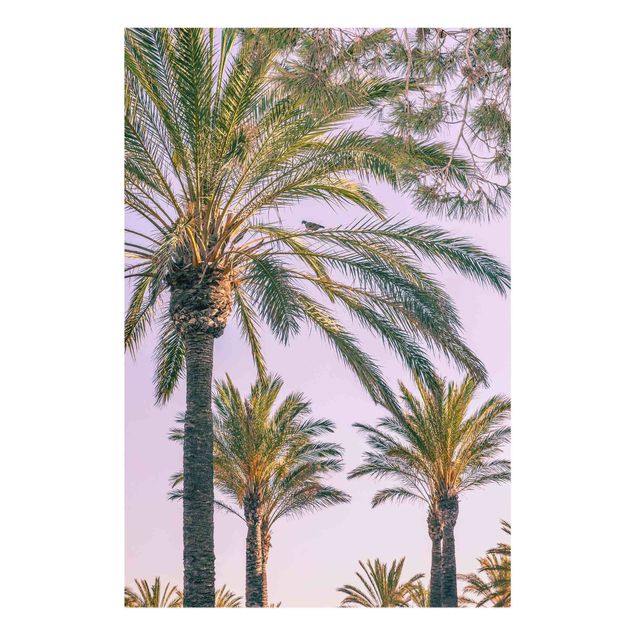 Obrazy nowoczesny Palmy w promieniach zachodzącego słońca