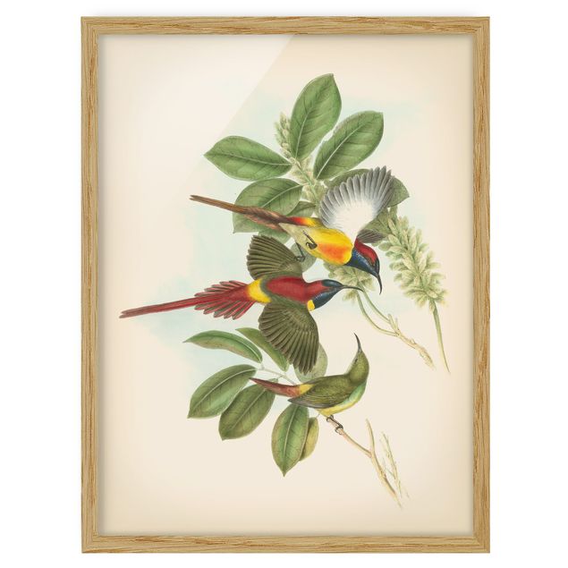 Obrazy w ramie do kuchni Ilustracja w stylu vintage Ptaki tropikalne III
