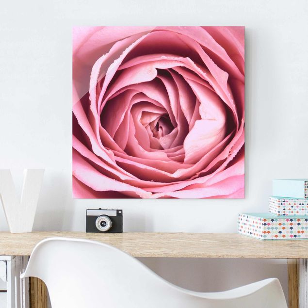 Obrazy na ścianę Różowy kwiat róży