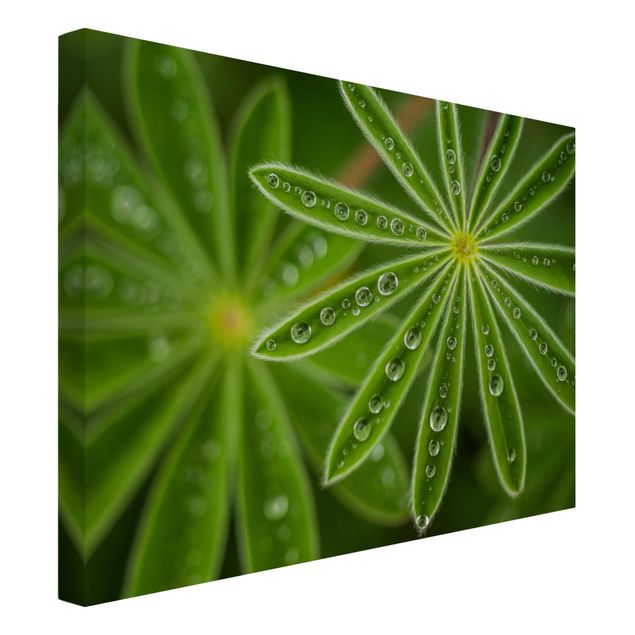 Zielony obraz Poranna rosa na liściach łubinu